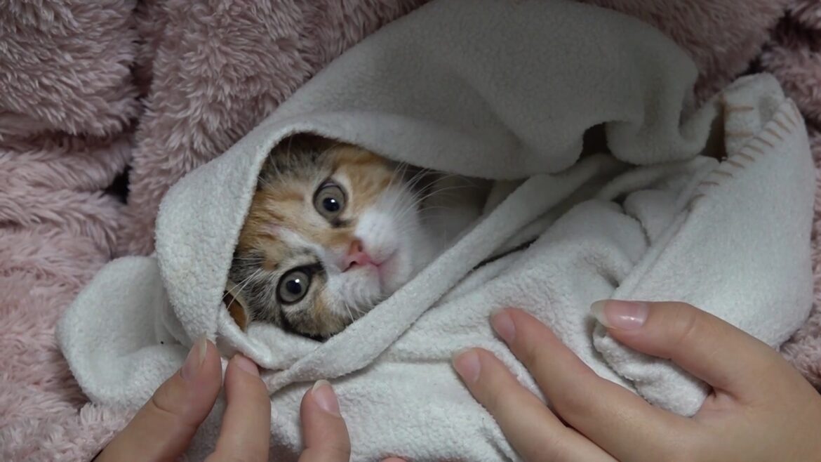 Кошкиспас: не все коты могут сами слезть с дерева