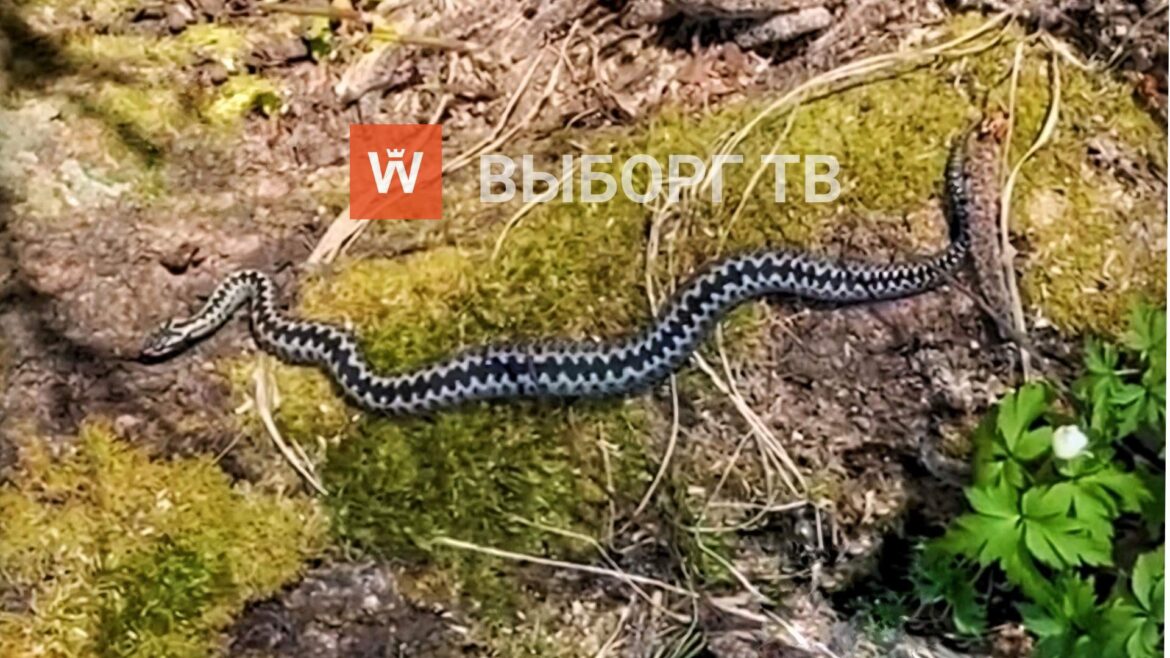 В Ленобласти появились первые вызовы скорой к укушенным гадюкой