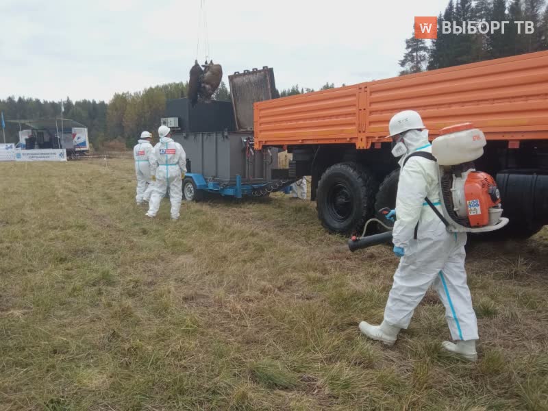 В Ленинградской области сегодня боролись с ящуром