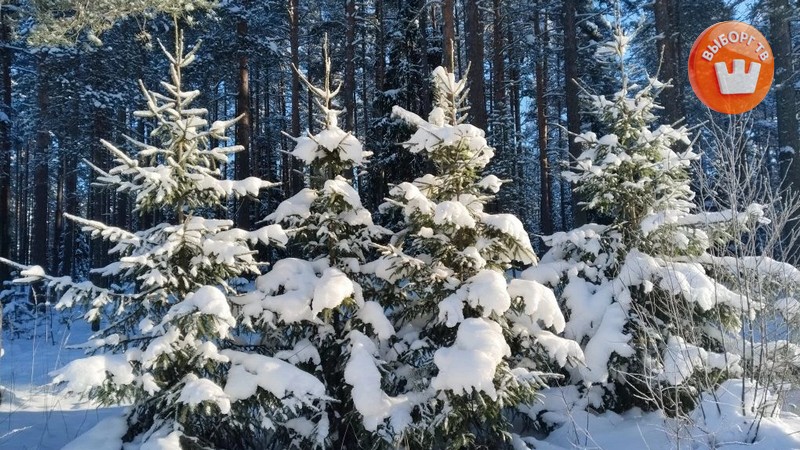 Прогноз погоды в Выборге на 15 февраля